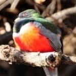 Sample 6 – Elegant trogon