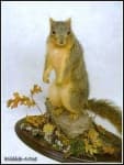 Sample 6 – Fox squirrel