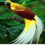 Sample 17 – Bird of paradise bird