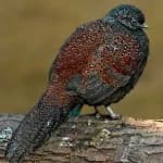 Sample 5 – Bornean pheasant