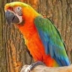 Sample 6 – Scarlet macaw