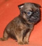 Sample 5 – Brabancon griffon