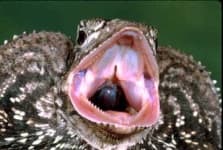 Sample 3 – Frilled lizard