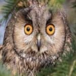 Sample 4 – Long eared owl