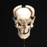 Sample 3 – Skull