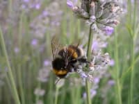 Sample 1 – Bee