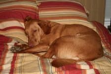 Vizsla image dataset preview