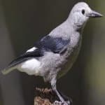 Sample 6 – Clarks nutcracker
