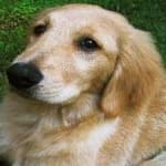 Sample 2 – Golden retriever