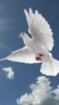 Sample 4 – Dove