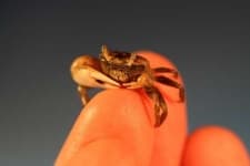 Sample 2 – Fiddler crab