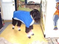 Sample 6 – Giant schnauzer