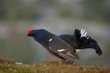 Sample 1 – Black grouse