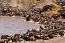 Sample 2 – Animal migration
