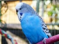 Sample 1 – Parakeet
