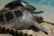 Sample 5 – Leatherback turtle