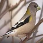 Sample 6 – Evening grosbeak