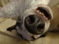 Sample 6 – Dog nose