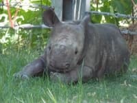 Sample 5 – Rhinoceros