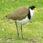 Sample 3 – Masked lapwing