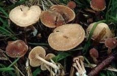 Sample 6 – Hen of the woods