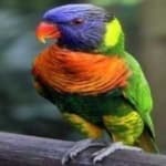 Sample 3 – Rainbow lorikeet