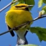 Sample of Gold wing warbler