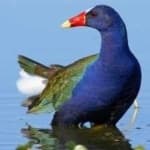Sample 4 – Purple gallinule
