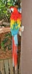 Sample 2 – Macaw