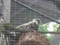 Sample 1 – Marmoset