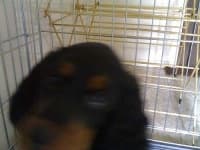 Sample 3 – Gordon setter