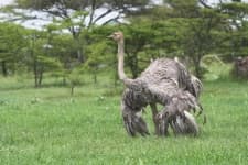 Sample of Ostrich