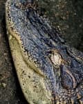 Sample 6 – American alligator