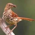 Sample 3 – Brown thrasher