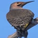 Sample 3 – Northern flicker