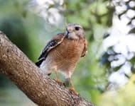 Sample of Hawk