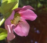 Sample 6 – Lenten rose
