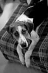 Sample 3 – Walker hound