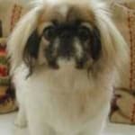 Sample 3 – Pekinese