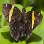 Sample 17 – Banded butterfly