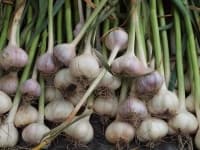 Sample 5 – Garlic