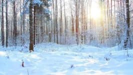 Sample 6 – Snowy