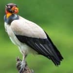 Sample 3 – King vulture