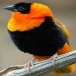 Sample of Northern red bishop