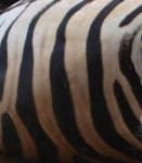 Sample 4 – Striped