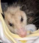 Sample 6 – Possum