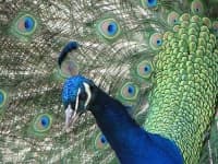 Sample of Peacock