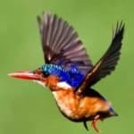 Sample 5 – Malachite kingfisher