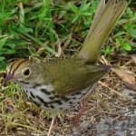 Sample 3 – Ovenbird