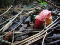 Sample 3 – Stinkhorn
